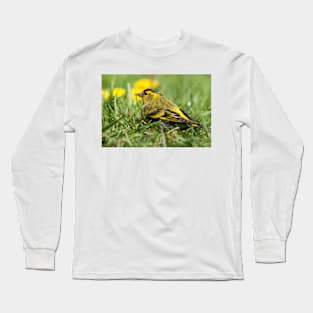 Male Siskin sat in grass photo Long Sleeve T-Shirt